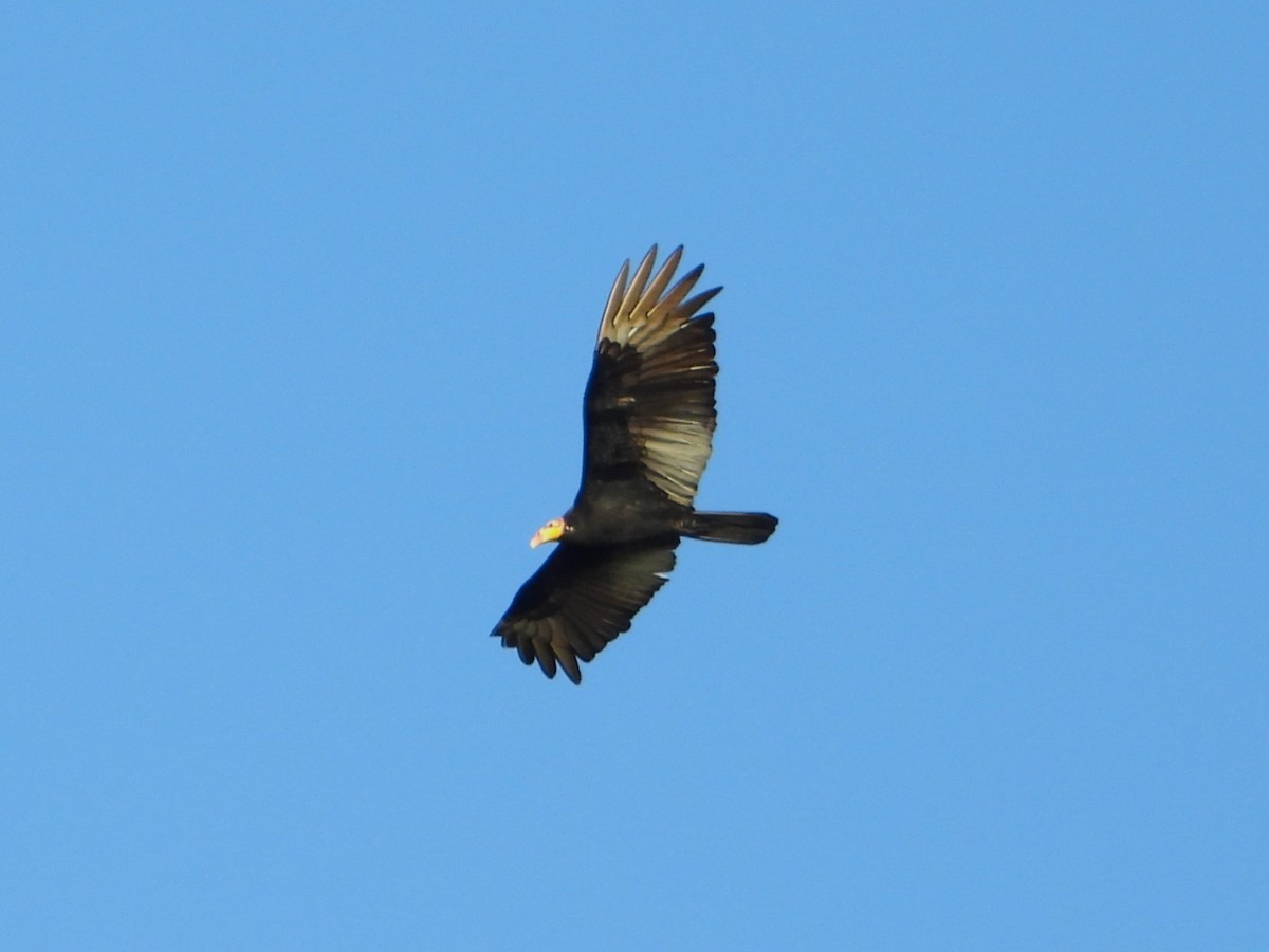 Greater Yellow-headed Vulture - ML620321042