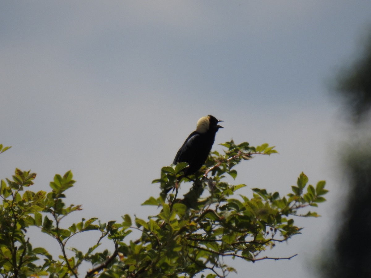 bobolink americký - ML620321047