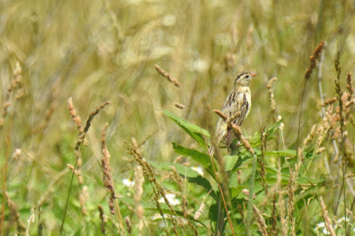 bobolink - ML620321058