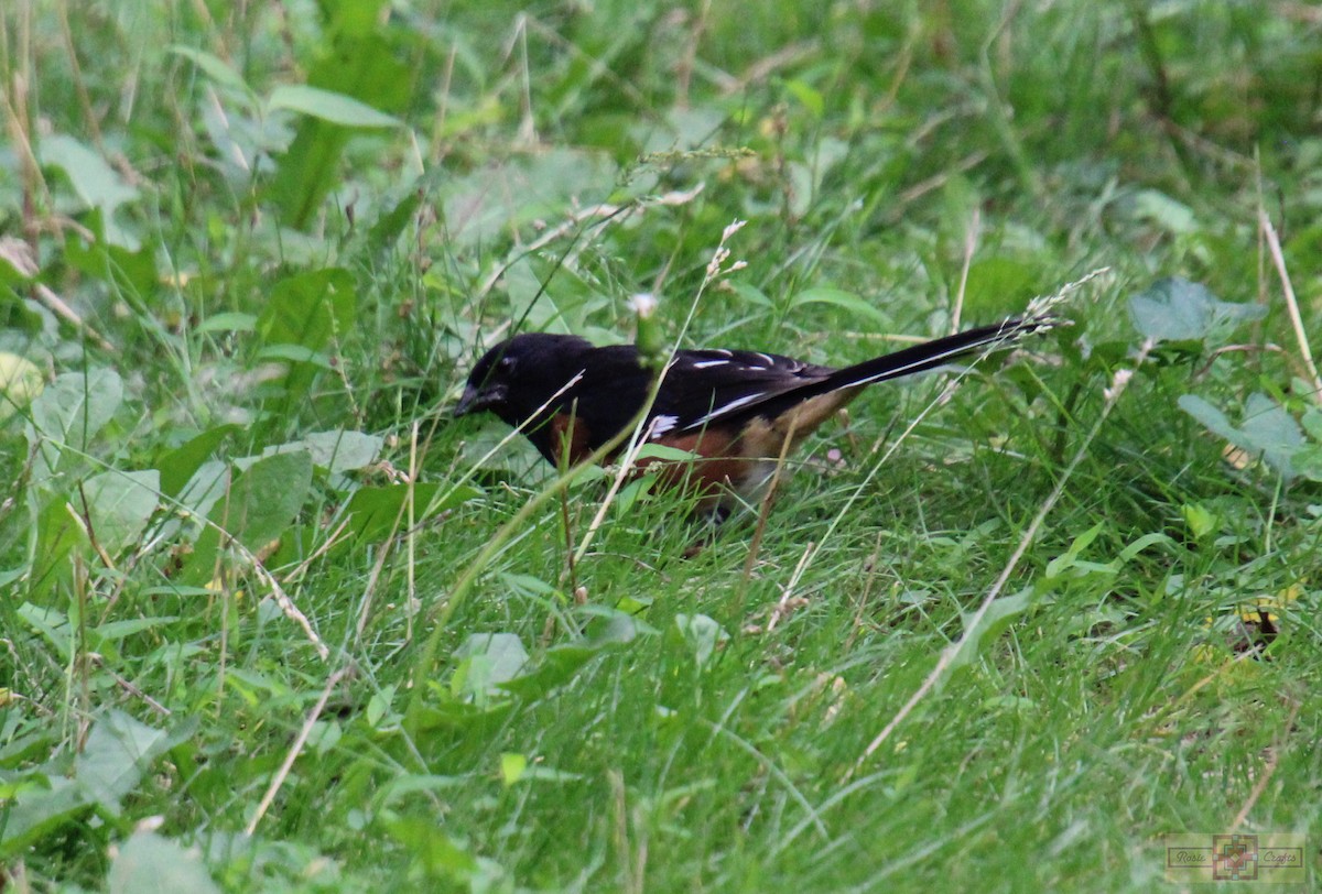 Eastern Towhee - ML620321059