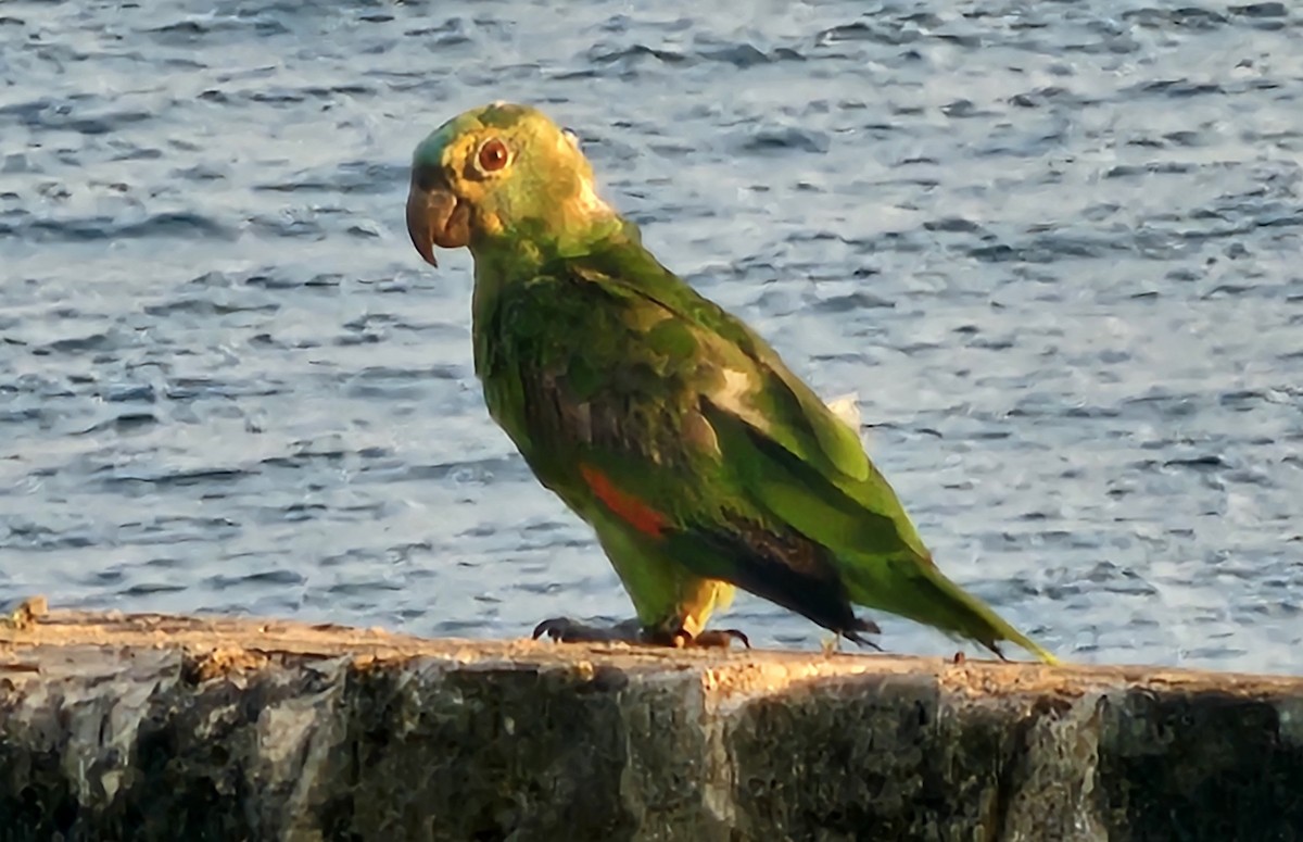 Turquoise-fronted Parrot - ML620321062