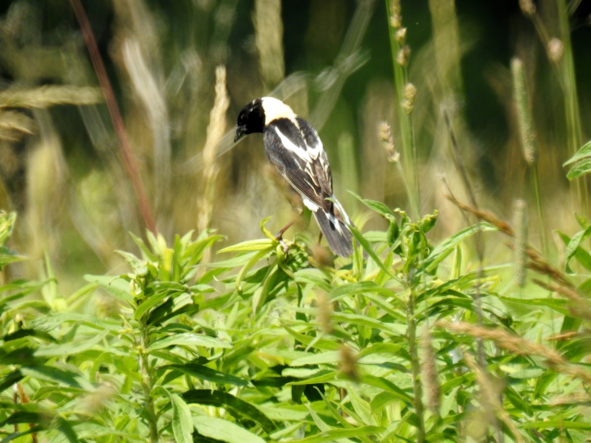 bobolink americký - ML620321063