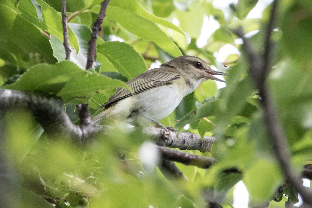 Vireo Bigotudo - ML620321065