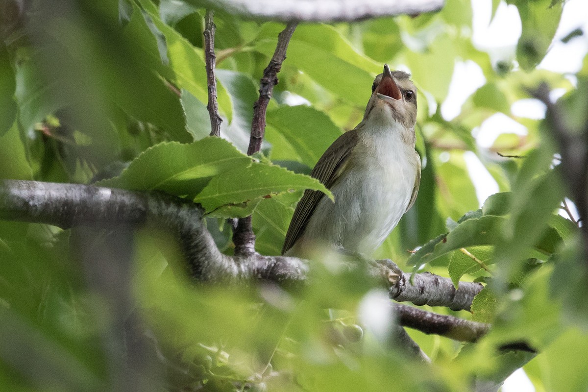 Vireo Bigotudo - ML620321067