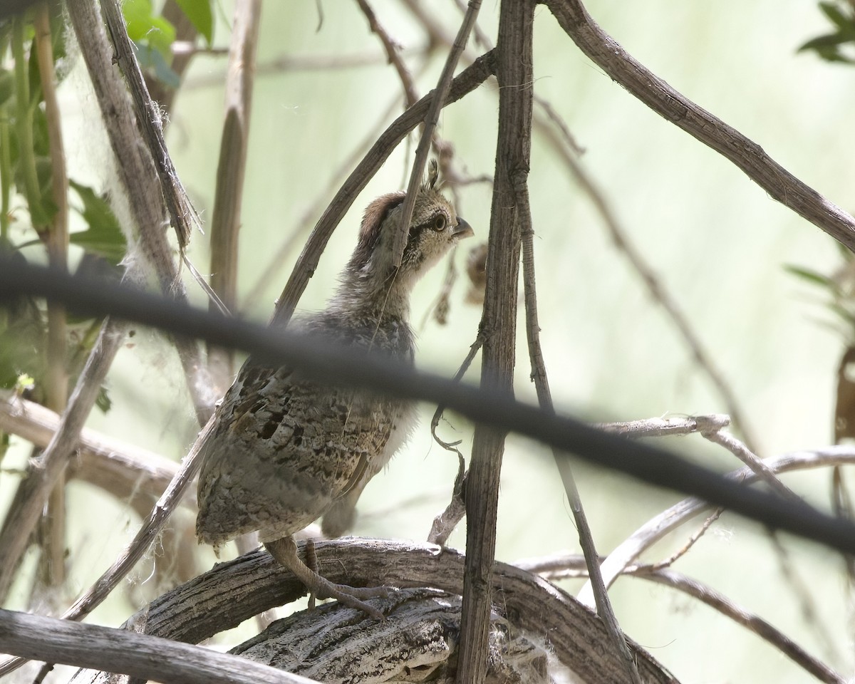 Mountain Quail - ML620321071