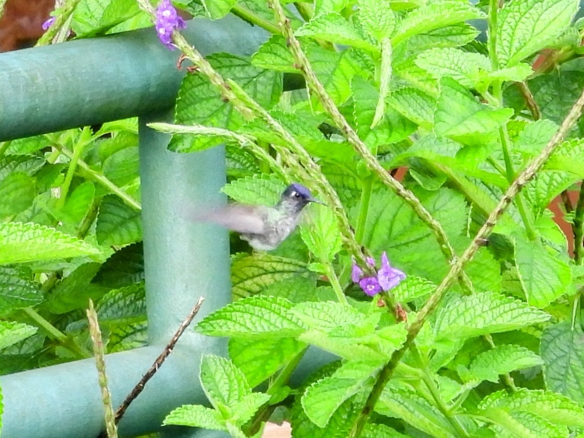 Violet-headed Hummingbird - ML620321085