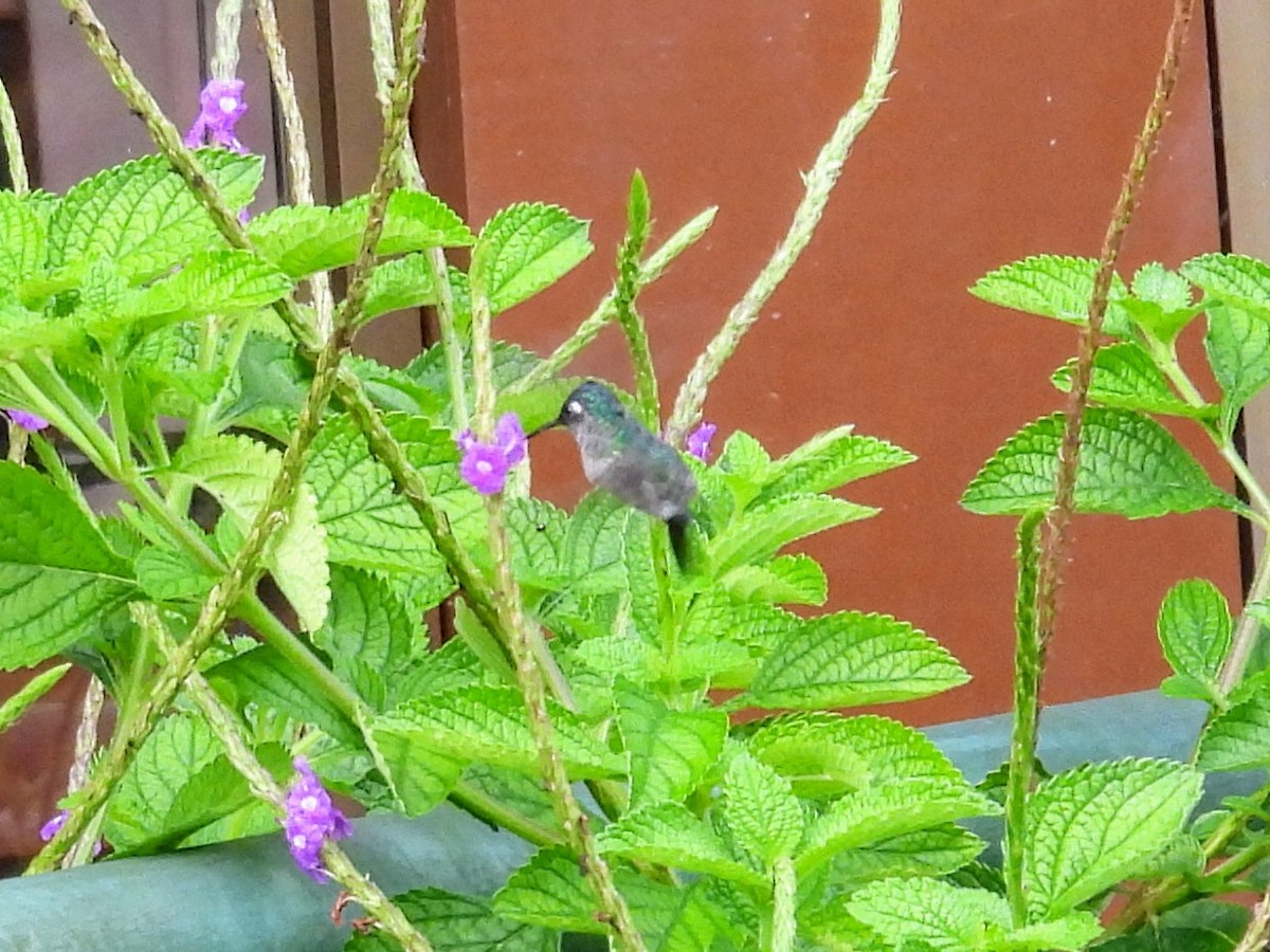 Violet-headed Hummingbird - ML620321086