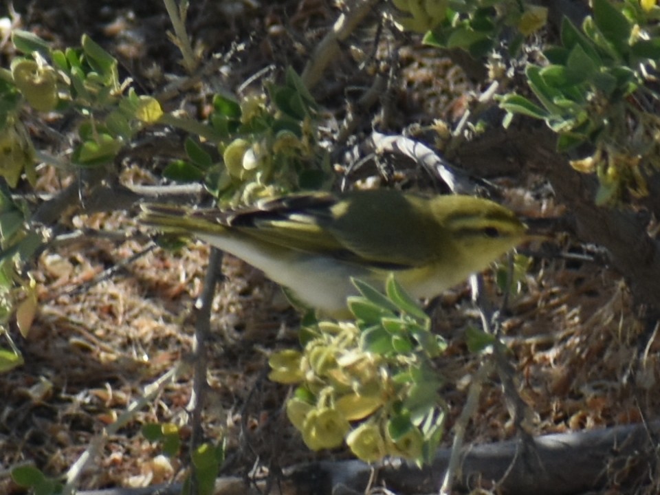 עלווית ירוקה - ML620321088