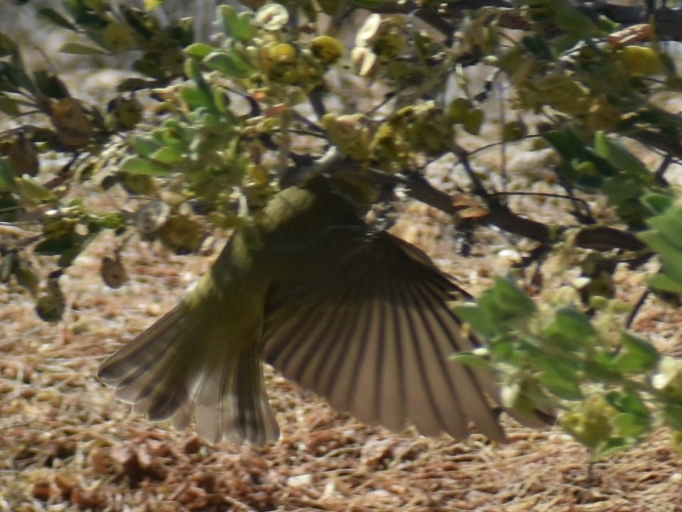 Mosquitero Silbador - ML620321090