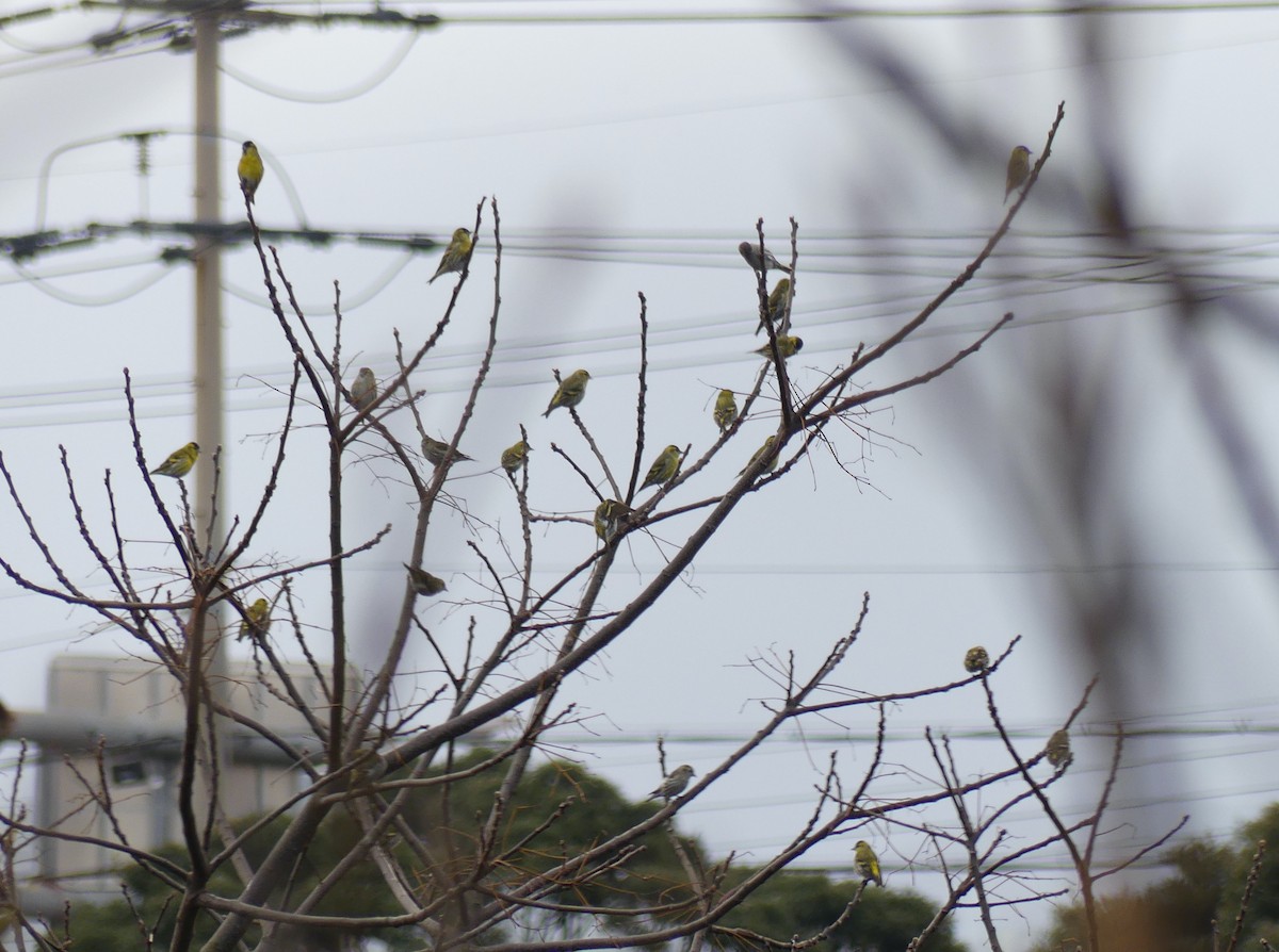 Eurasian Siskin - ML620321094