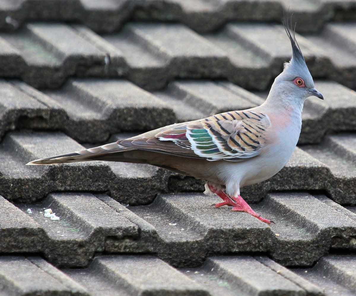 Crested Pigeon - ML620321096