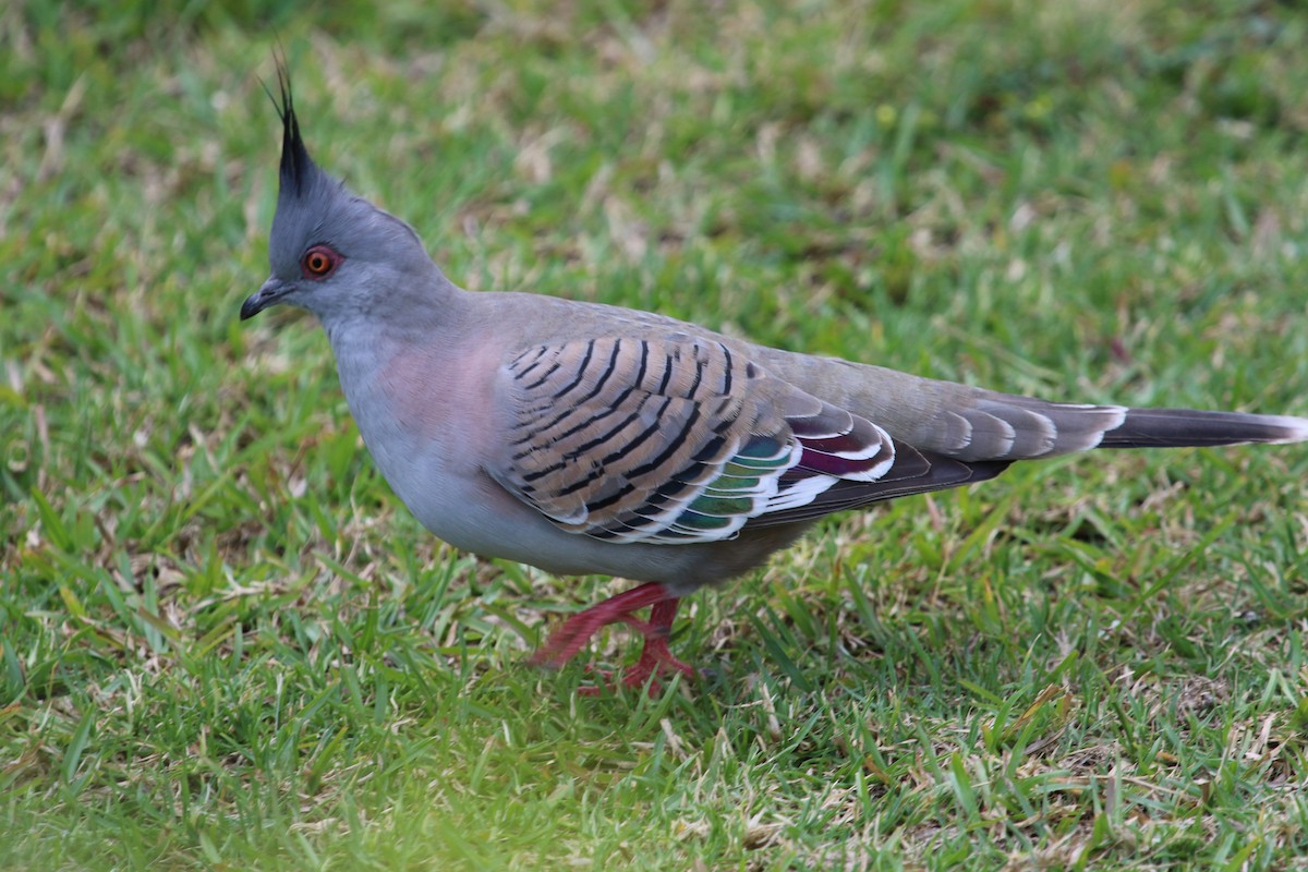 Crested Pigeon - ML620321098