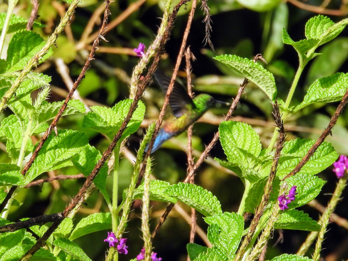 Blue-vented Hummingbird - ML620321100