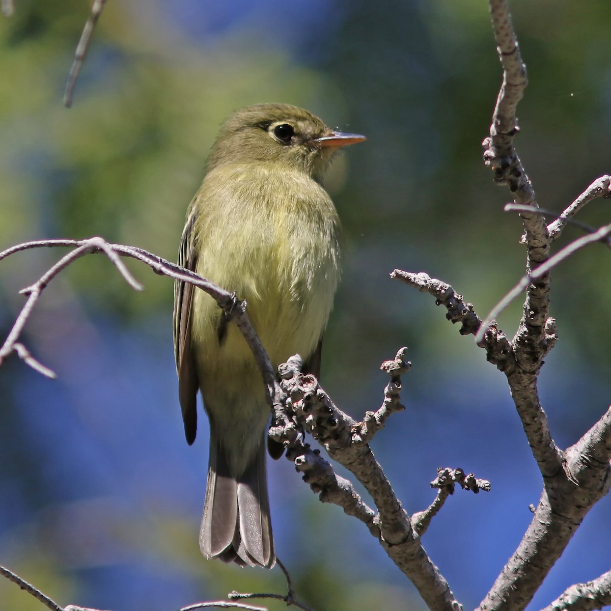 Yellow-bellied Flycatcher - ML620321103