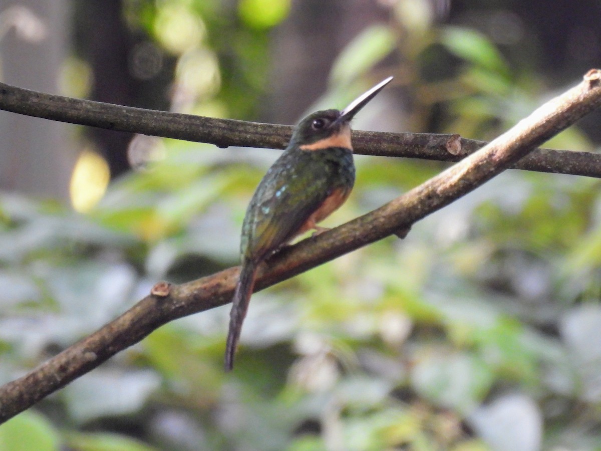 Jacamar à queue rousse - ML620321107