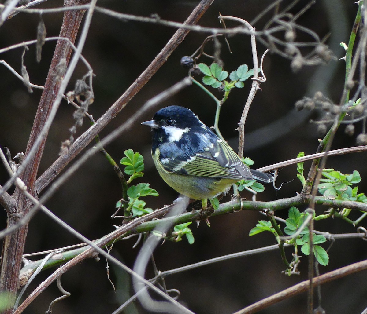 Yellow-bellied Tit - ML620321108