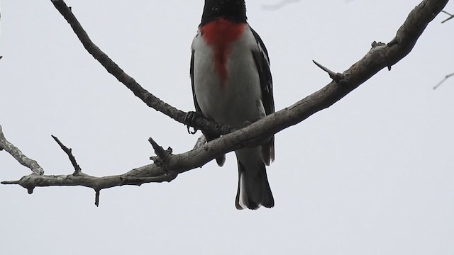 Cardinal à poitrine rose - ML620321109