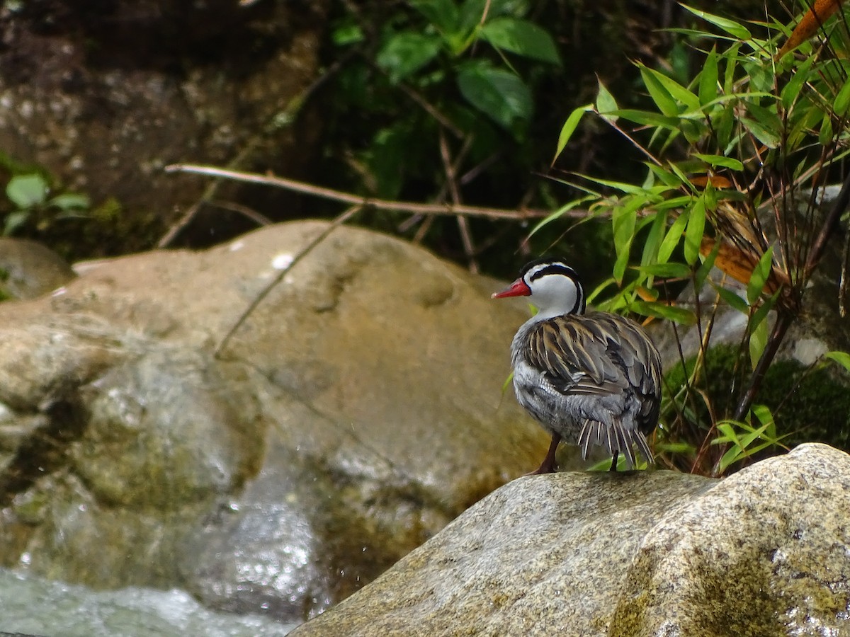 Pato Torrentero - ML620321112