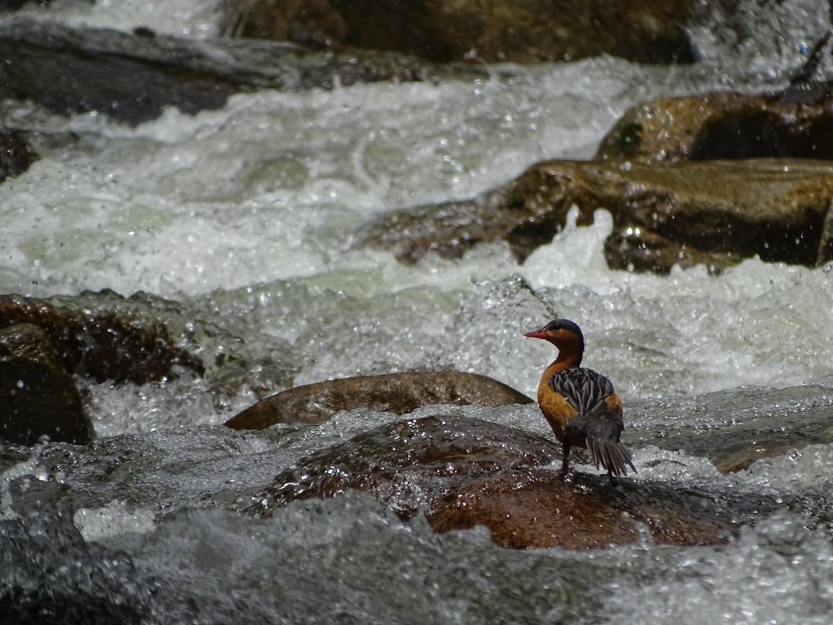 Torrent Duck - ML620321117