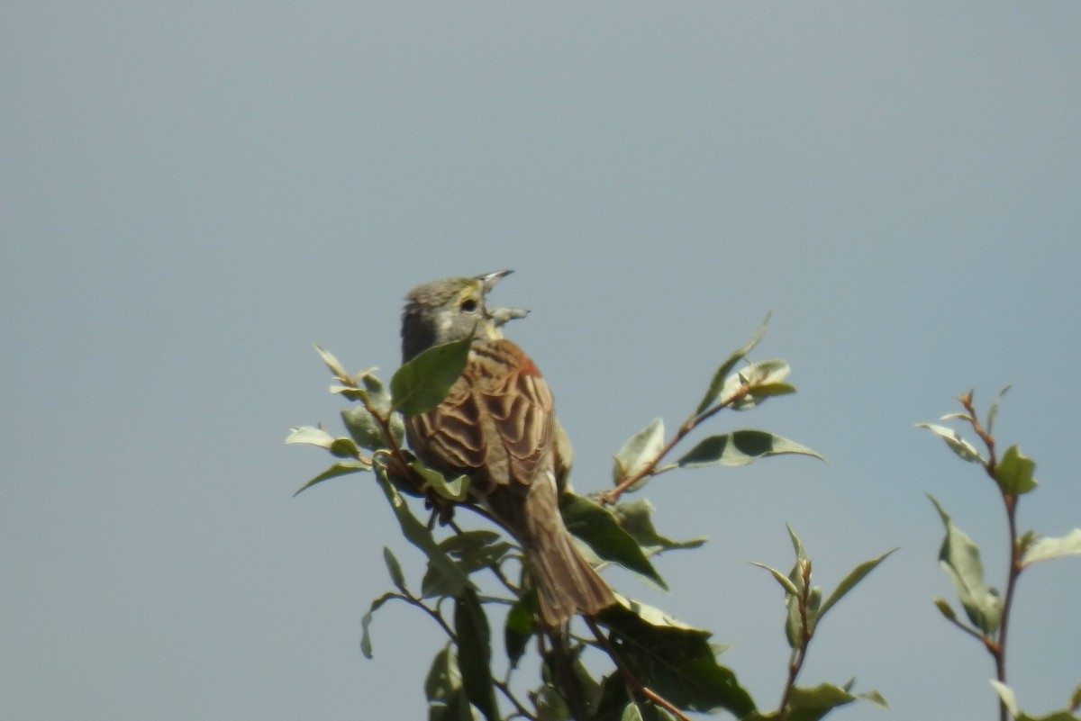 Dickcissel d'Amérique - ML620321124