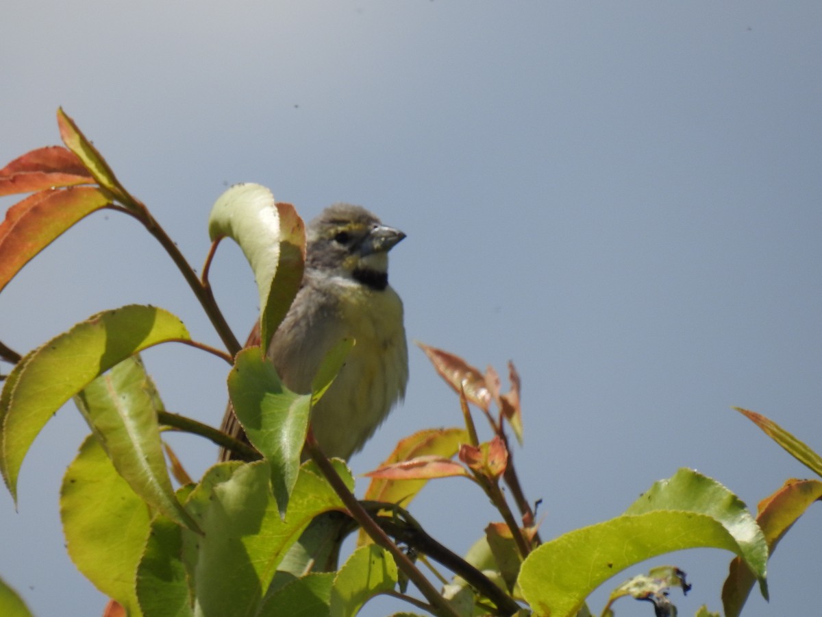 Dickcissel d'Amérique - ML620321129