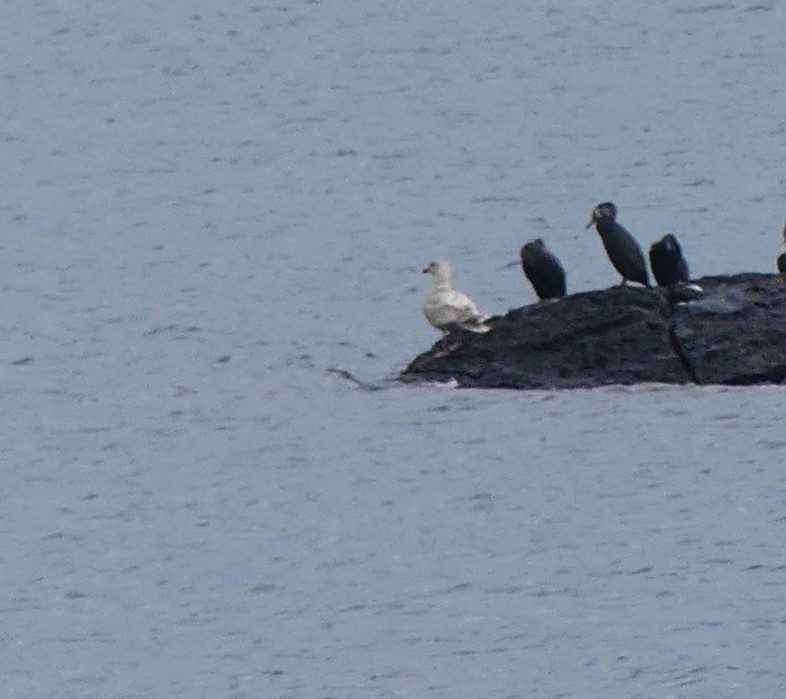 Glaucous-winged Gull - ML620321133