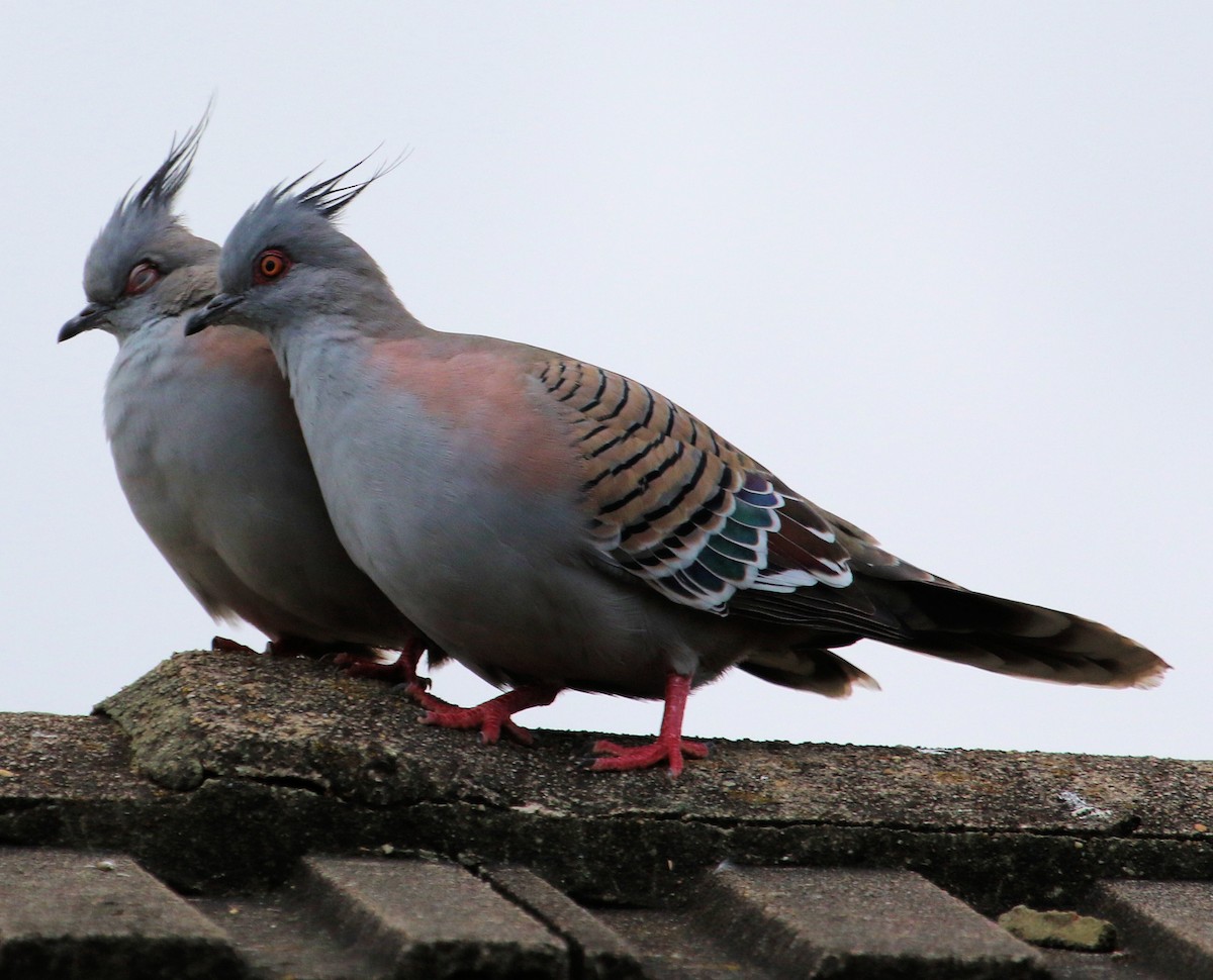 Crested Pigeon - ML620321140