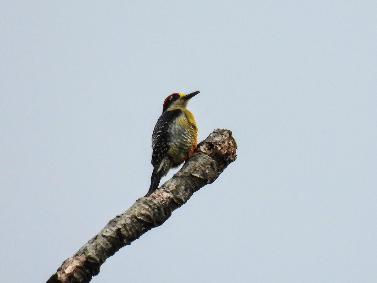 Black-cheeked Woodpecker - ML620321145