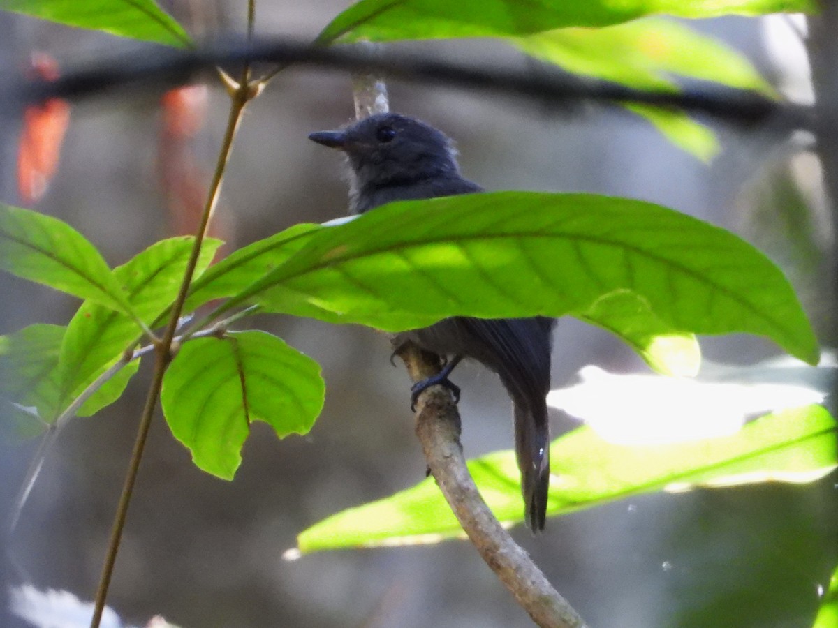 Cinereous Antshrike - ML620321151