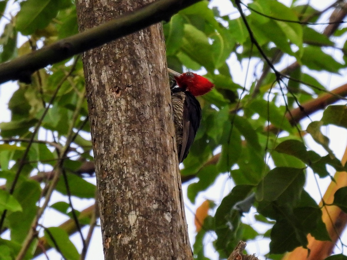 Pale-billed Woodpecker - ML620321152