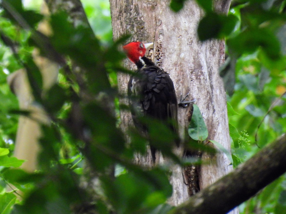 Pale-billed Woodpecker - Lisa Schibley