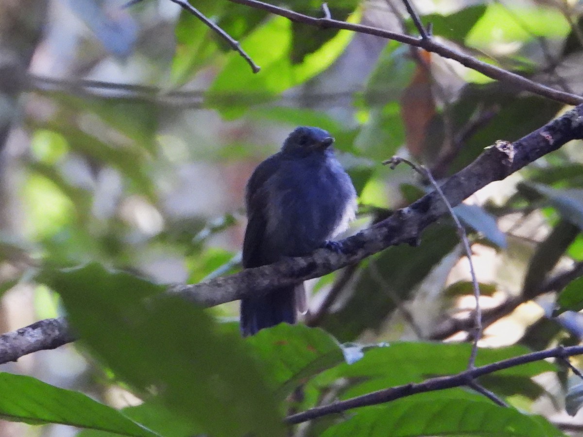 Cinereous Antshrike - ML620321156