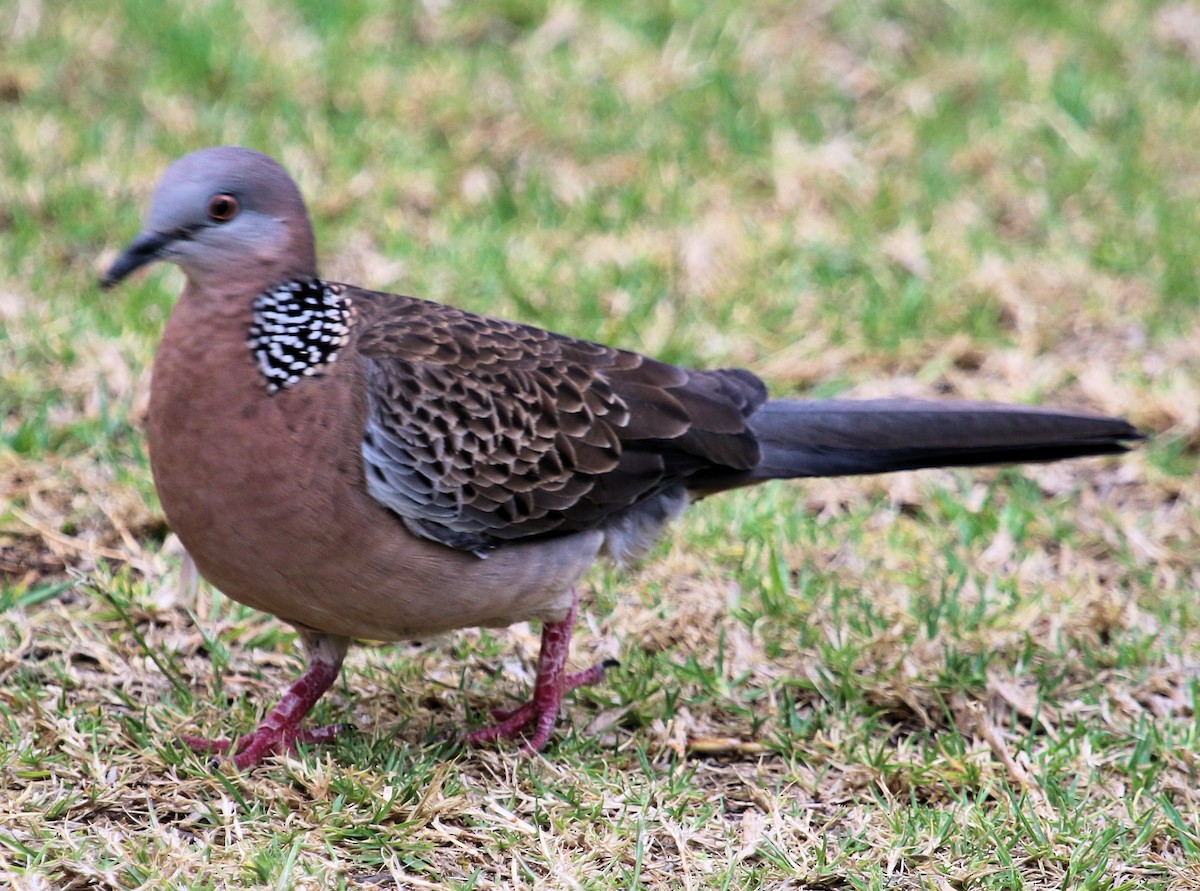 Spotted Dove - ML620321158