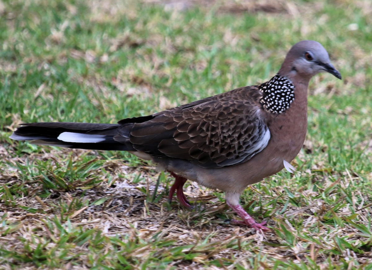 Spotted Dove - ML620321159