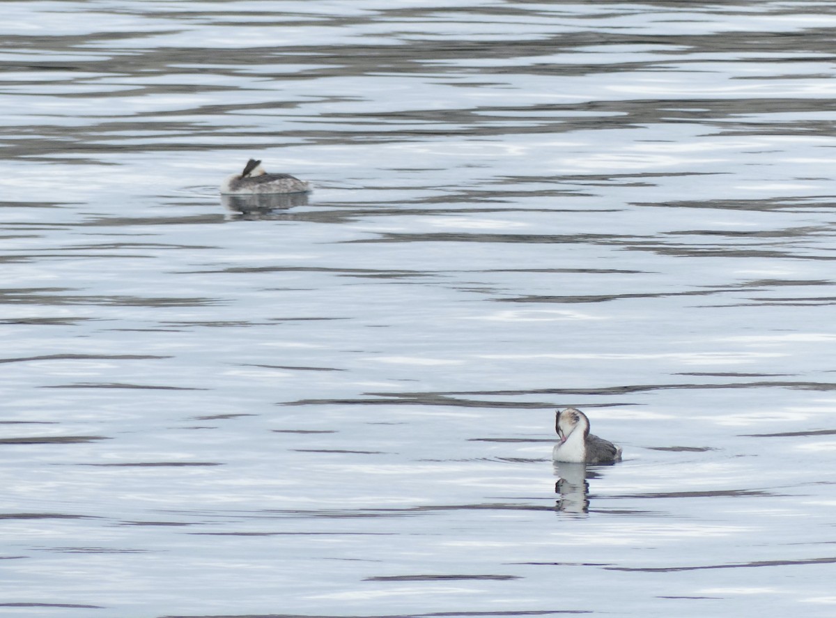 Great Crested Grebe - ML620321165