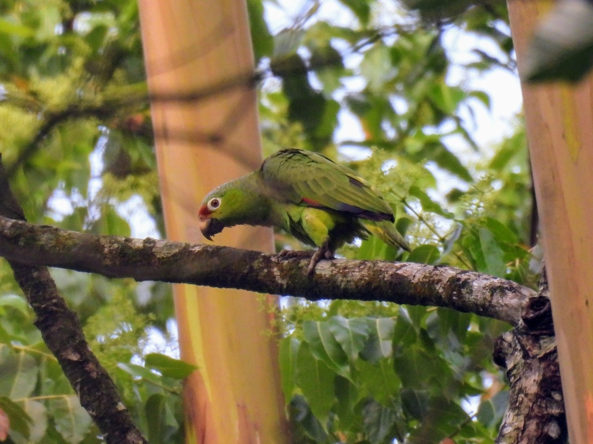 Red-lored Parrot - ML620321166