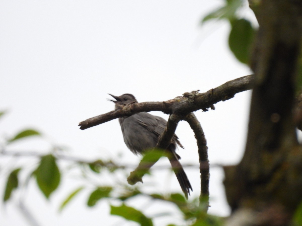 Gray Catbird - ML620321171