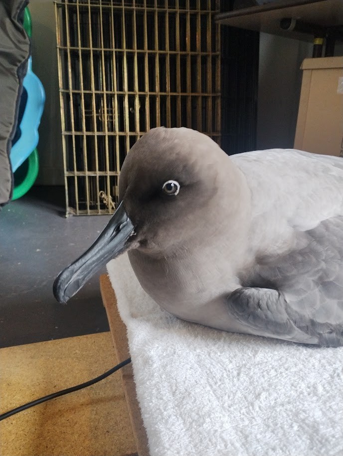 Light-mantled Albatross - ML620321173