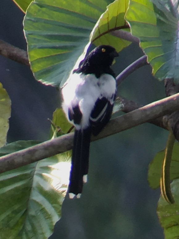 Magpie Tanager - ML620321180