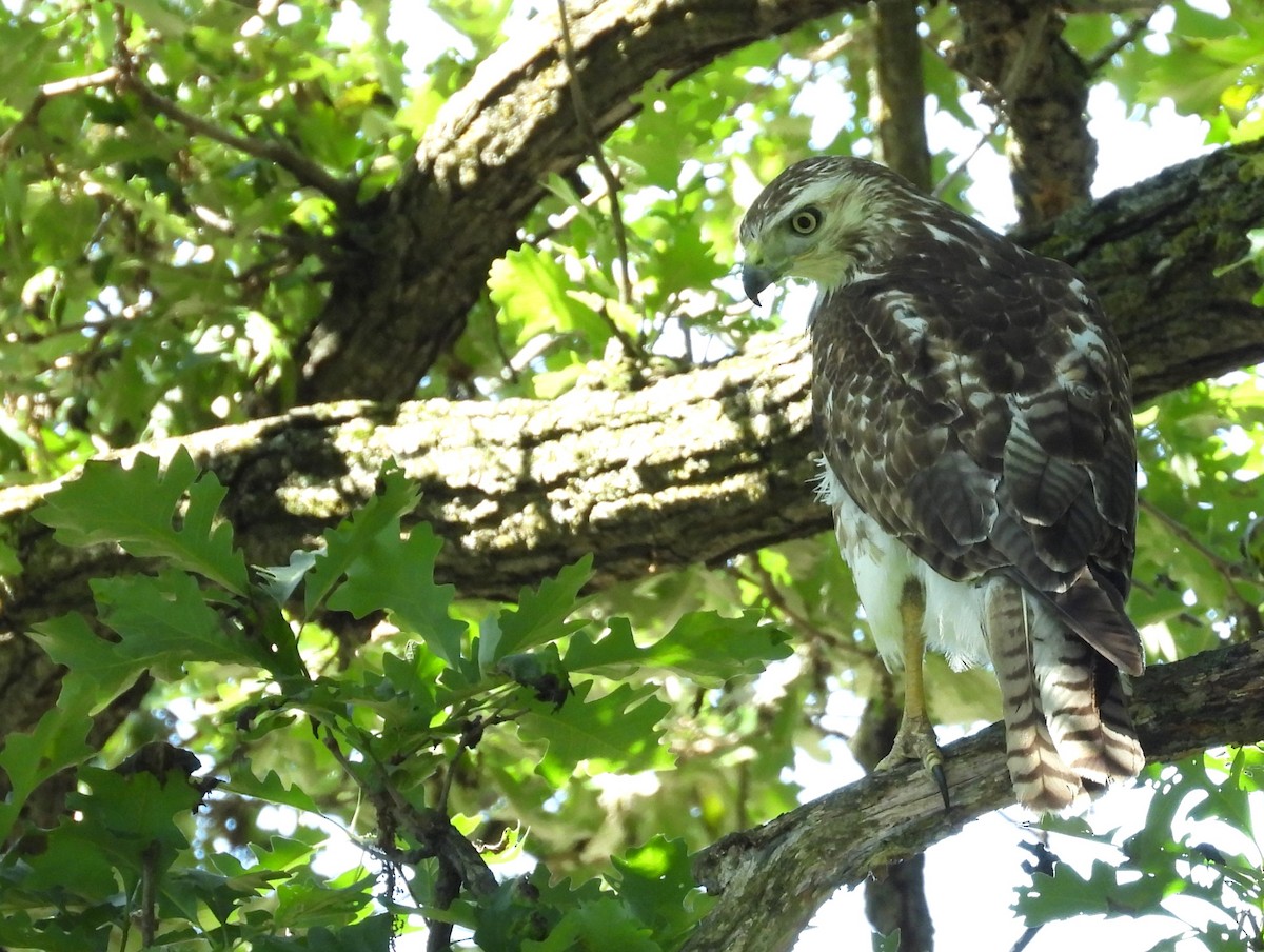 Red-tailed Hawk - Michael W. Sack