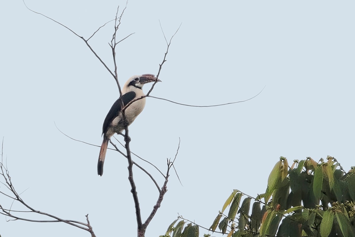 Cálao Chico de Mindanao - ML620321184