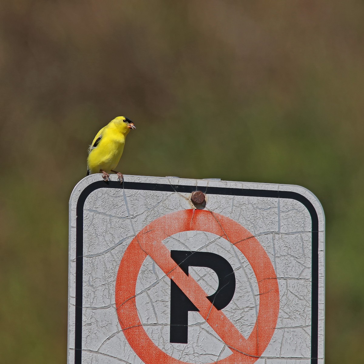 American Goldfinch - ML620321186