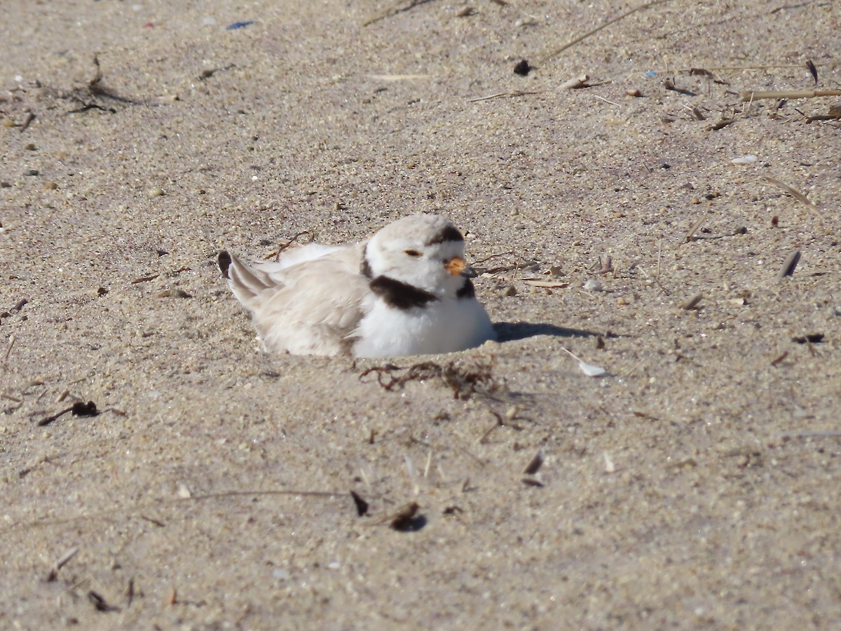 Piping Plover - ML620321187