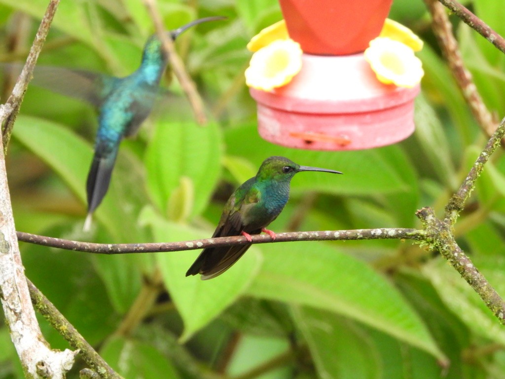 Colibrí Patirrojo - ML620321189