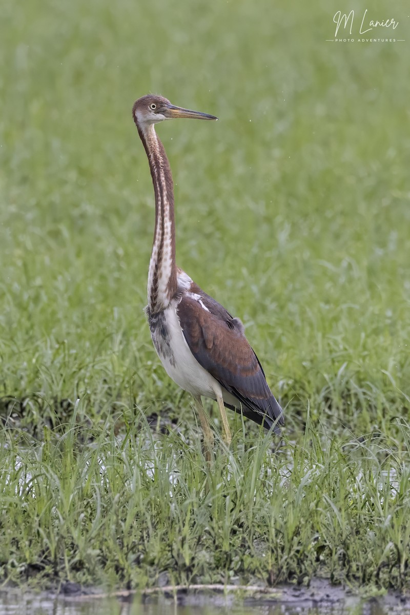 Tricolored Heron - ML620321198