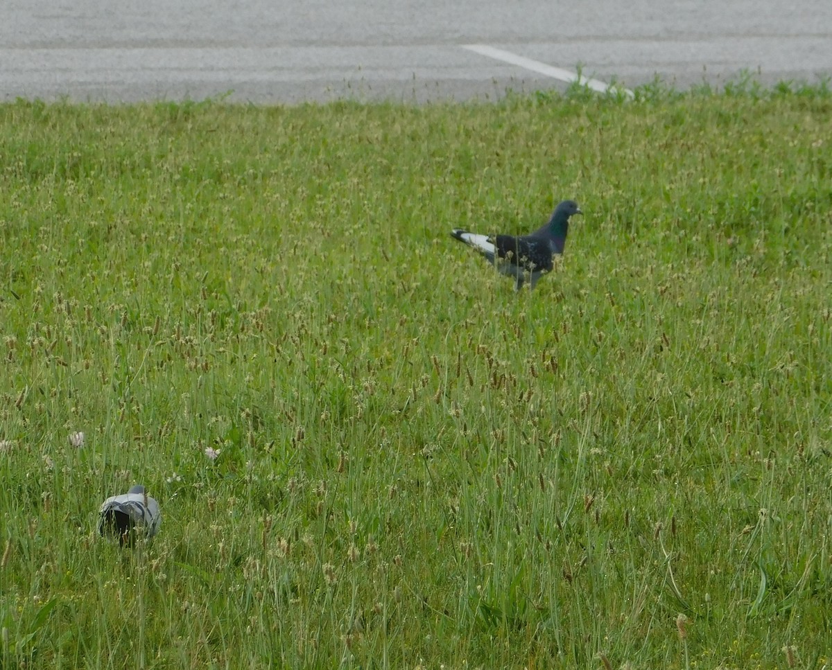 Rock Pigeon (Feral Pigeon) - ML620321202