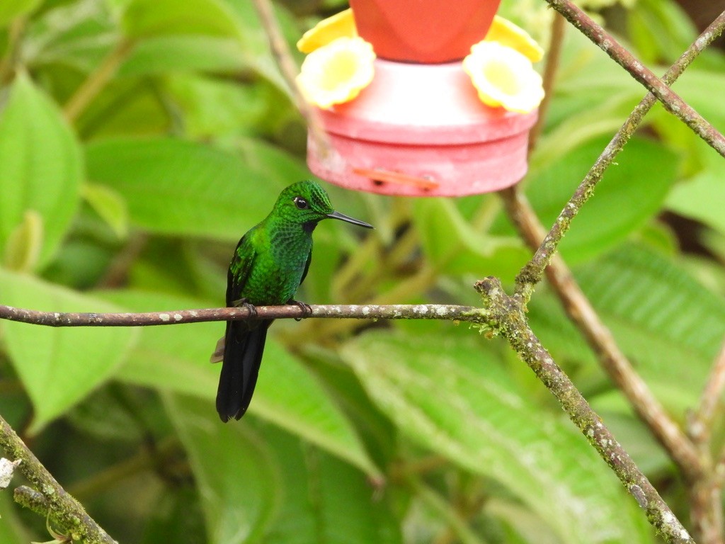 Green-crowned Brilliant - ML620321214