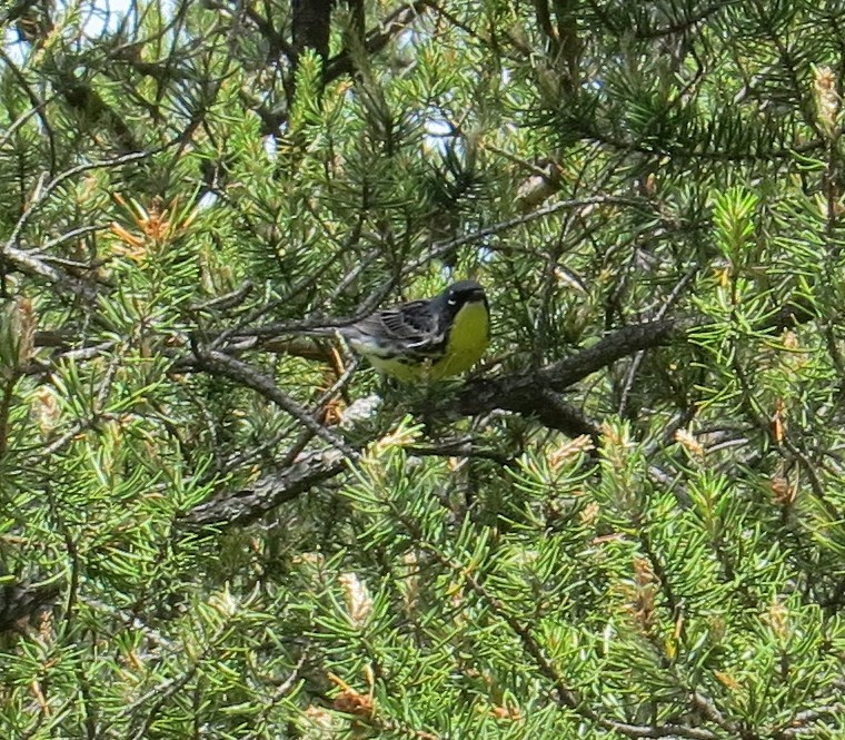 Kirtland's Warbler - ML620321219