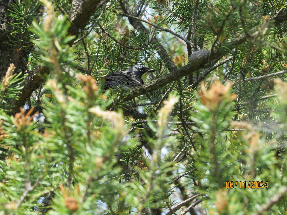 Kirtland's Warbler - ML620321220