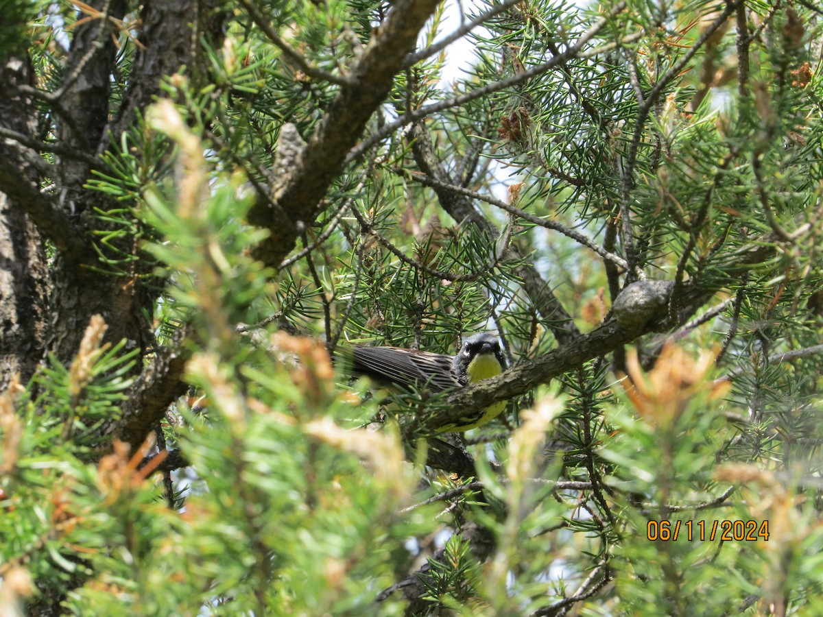 Kirtland's Warbler - ML620321221